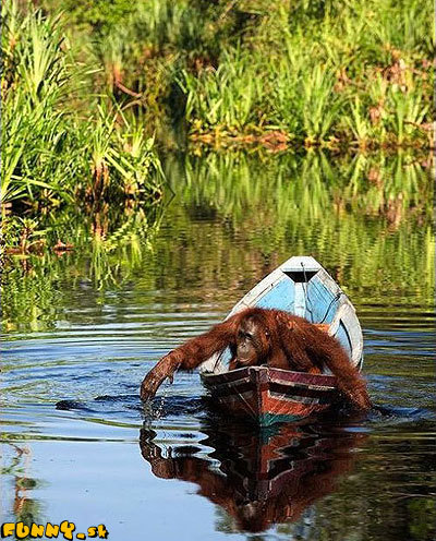 Orangutan na lodi