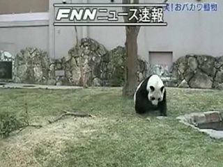 Panda na strome