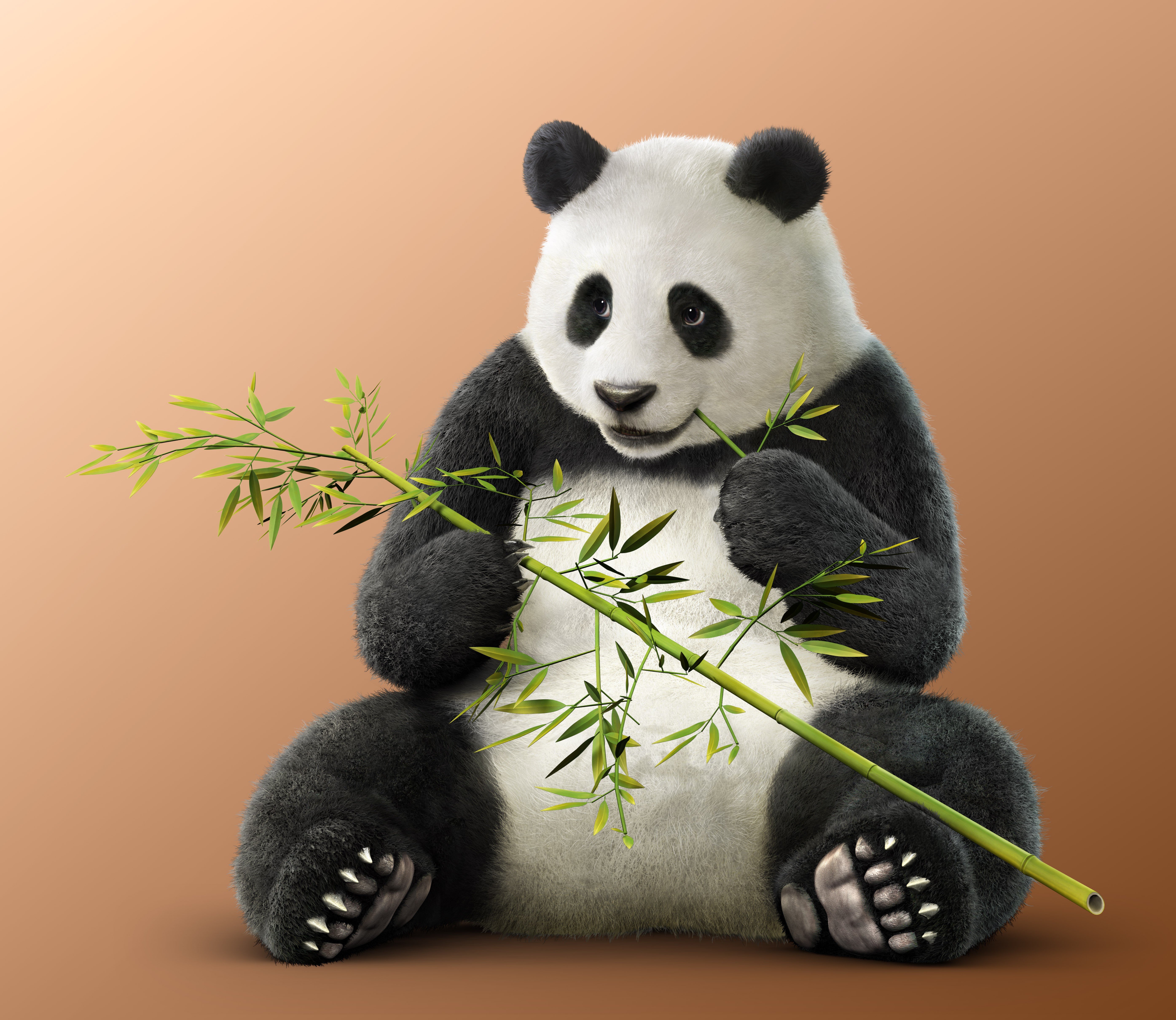 Ronni Panda