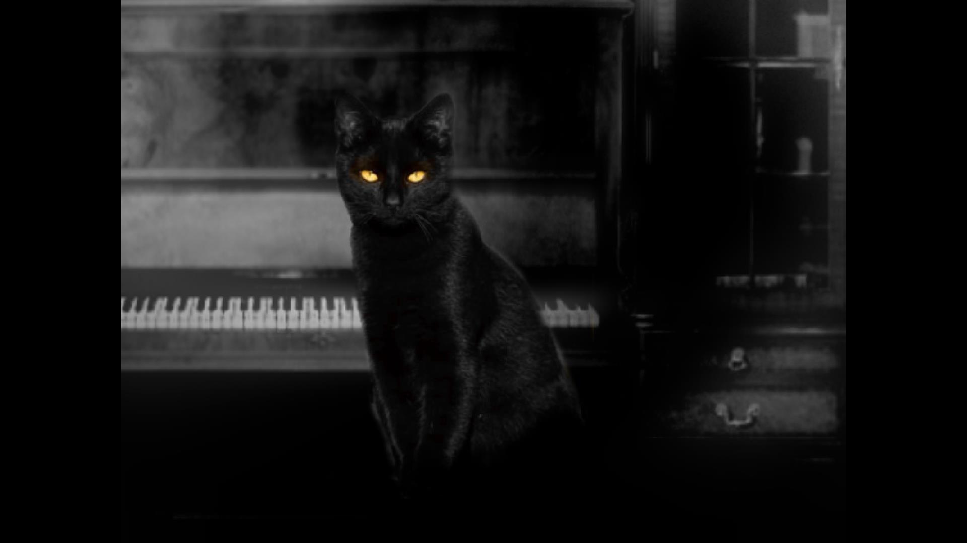 Черная кошка играть. The Cat Lady игра. Черная кошка на рояле. Кошка на пианино. Черный кот из игры.